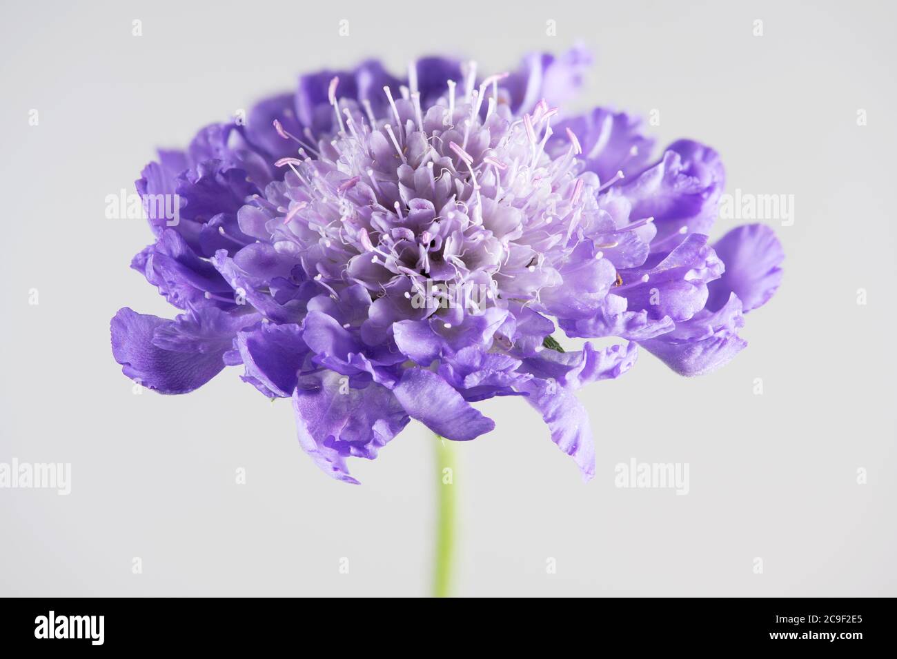 Fiore singolo blu Scabious su uno sfondo bianco chiaro Foto Stock