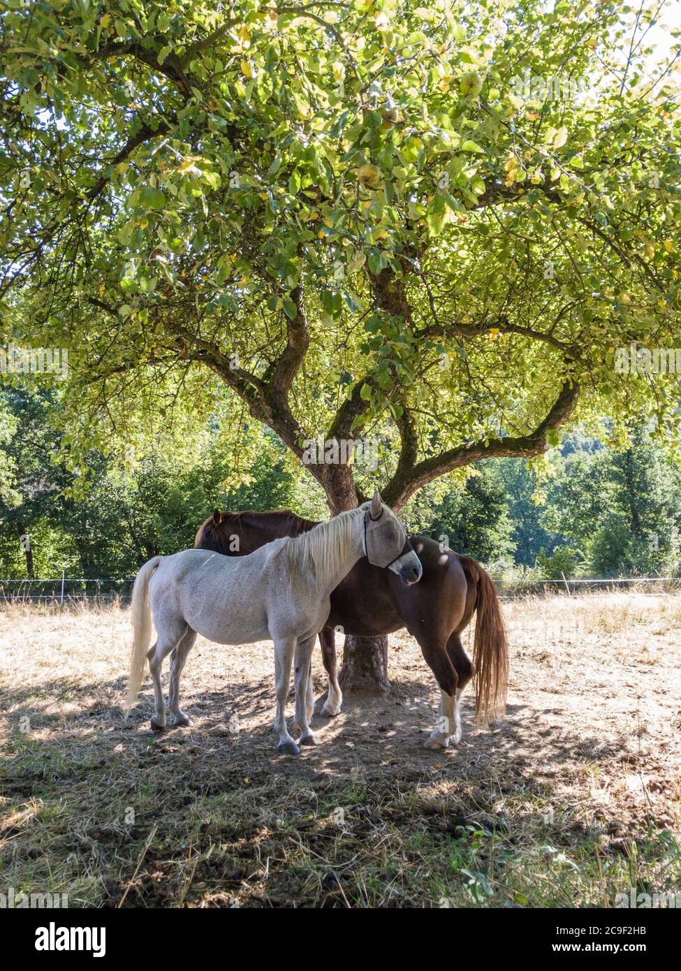 Cavalli domestici (Equus ferus caballus) in piedi su un pascolo all'ombra di un albero durante l'estate calda nella campagna in Germania, Europa occidentale Foto Stock