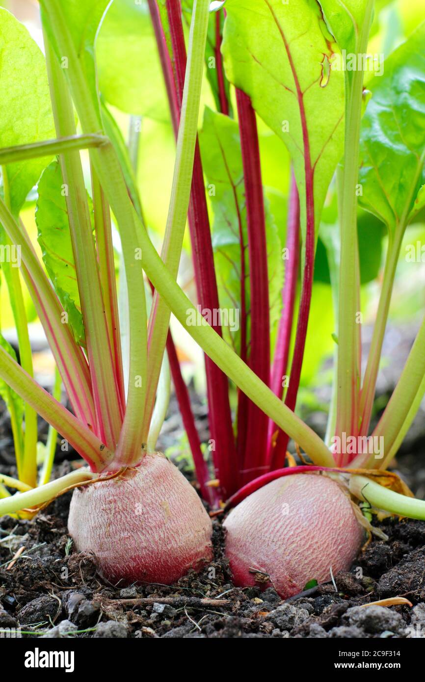 Beta vulgaris. Barbabietola arcobaleno che cresce in un giardino di cucina - Boltardy, Chioggia, sangue di Bull - in estate. REGNO UNITO Foto Stock