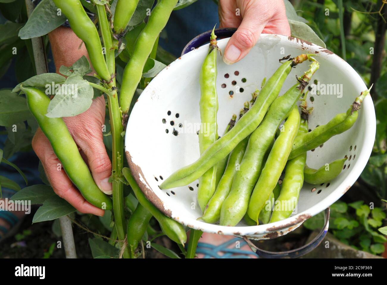 Vicia faba "Bunyard's Exhibition". Raccolta di fagioli coltivati in casa in un giardino estivo. Foto Stock