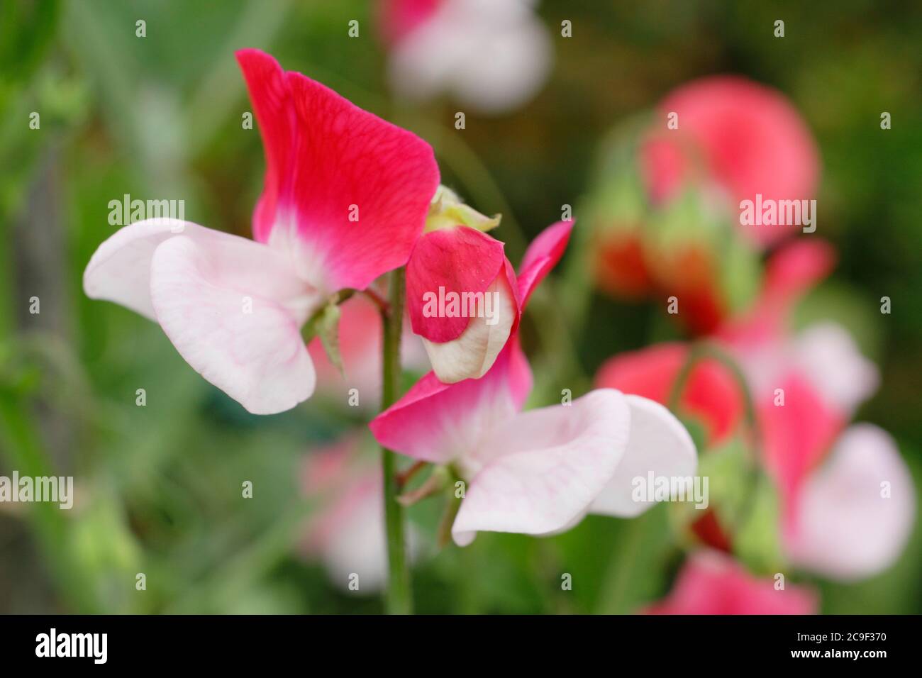 Lathyrus odoratus 'Little Red Riding Hood' fiori di pisello dolce che crescono su un trellis in un giardino estivo. REGNO UNITO Foto Stock