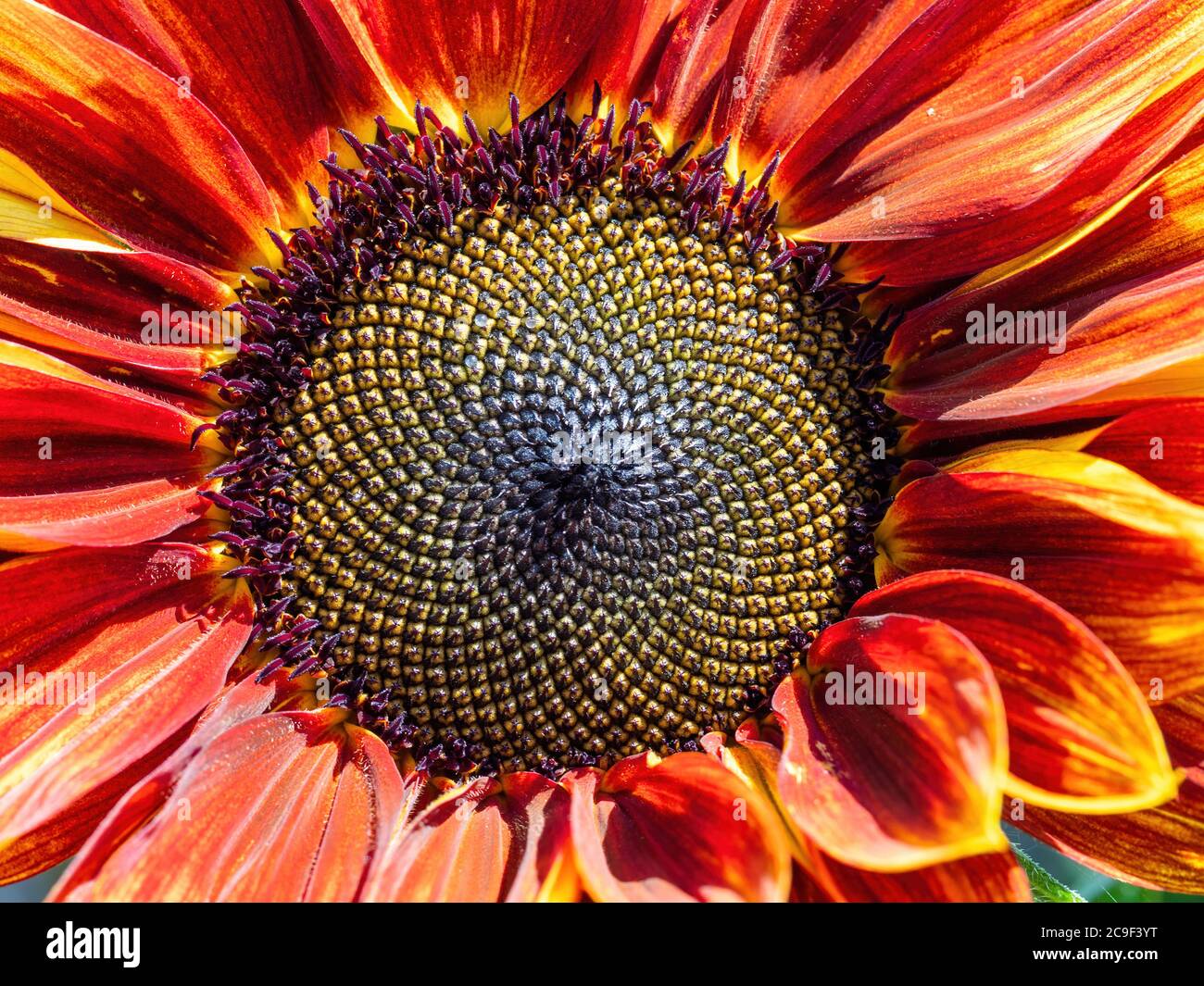 Testa colorata di girasole, con motivo Fibonacci. Primo piano. Foto Stock