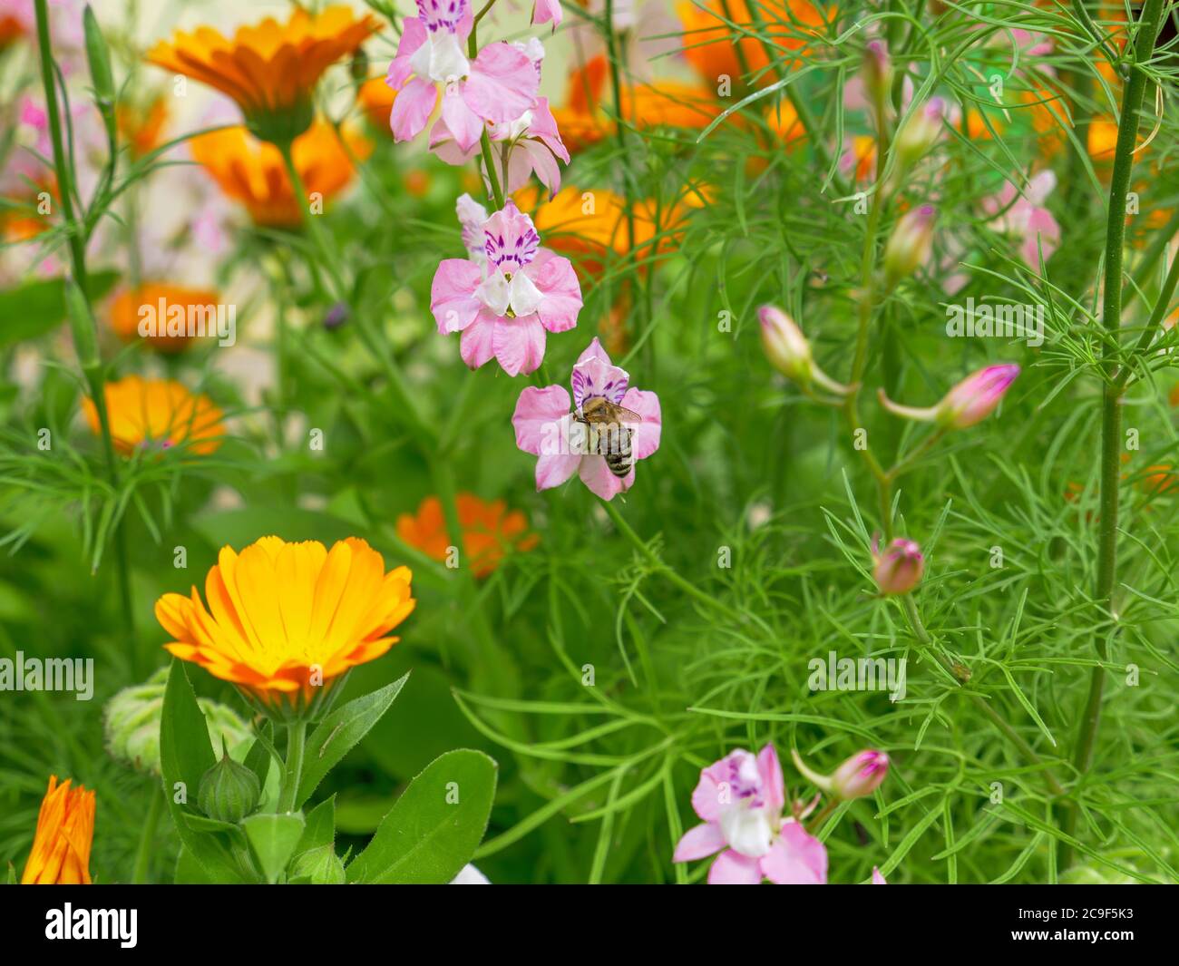 Ape seduta su un fiore rosa e viola delfinio, fiori di calendula marigoldo arancio luminoso che crescono in un giardino in una giornata di sole. Foto Stock