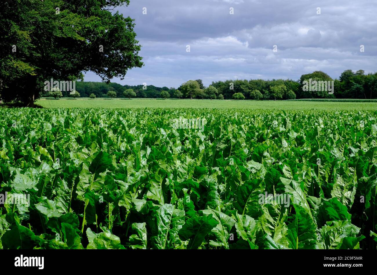 campo di barbabietola da zucchero, blickling, norfolk, inghilterra Foto Stock