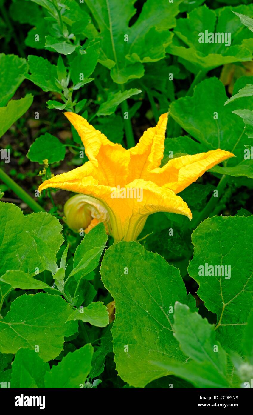 fiore di zucchine gialle in giardino inglese, norfolk, inghilterra Foto Stock