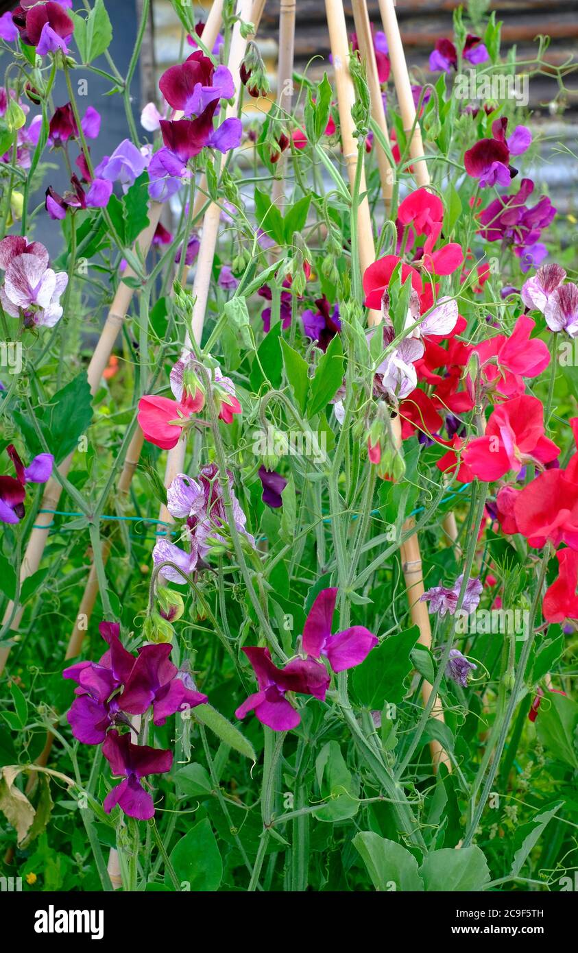 piselli dolci che crescono in giardino inglese, norfolk, inghilterra Foto Stock