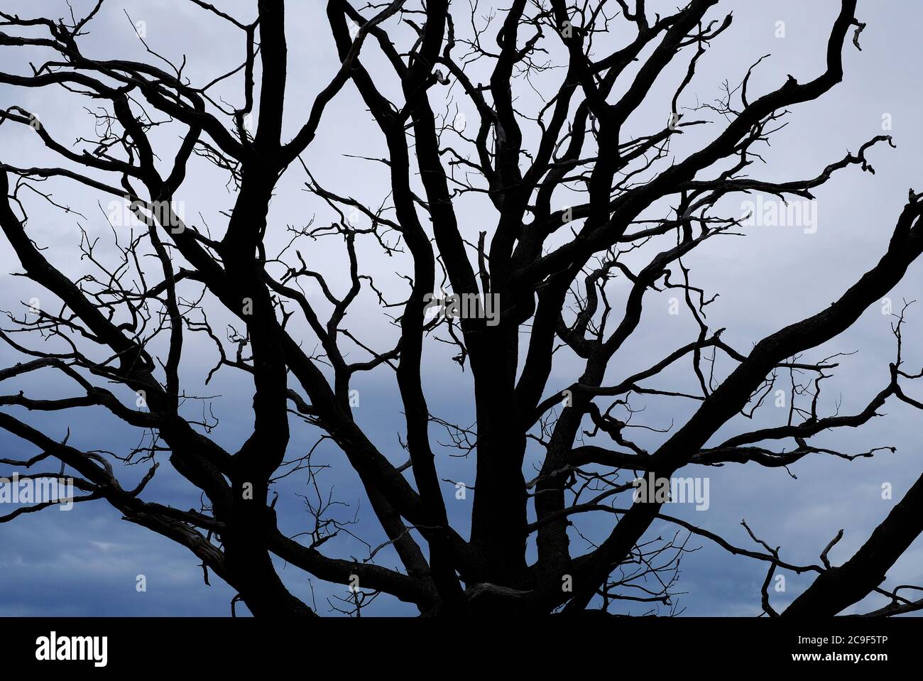 silhouette di albero morto e sfondo grigio scuro del cielo Foto Stock