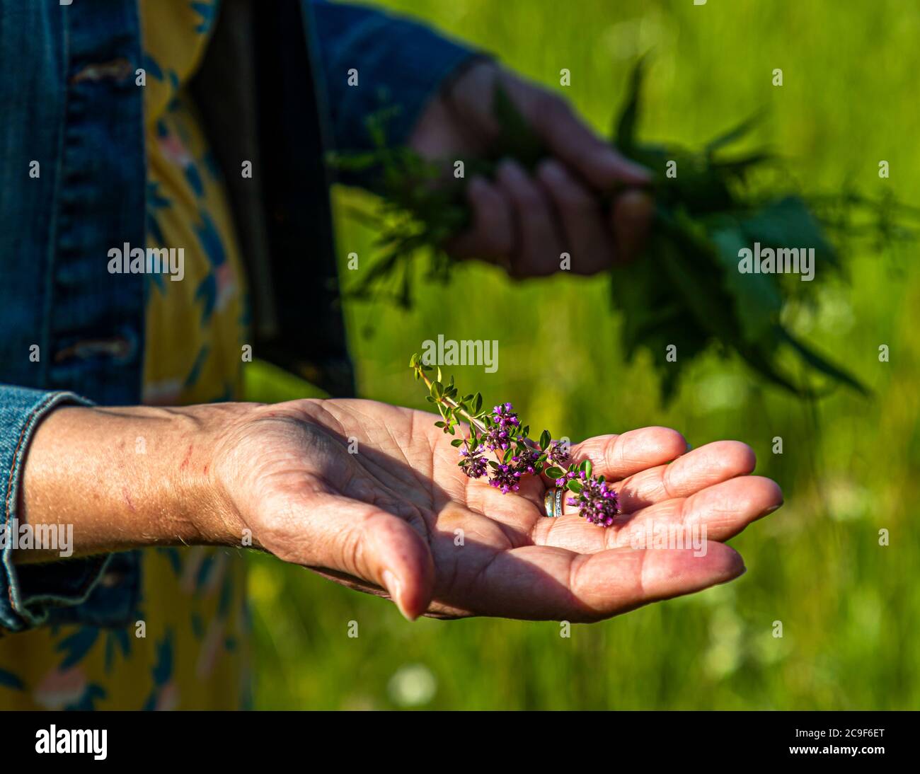 Foraggio di erbe selvatiche commestibili in un tour di andata e ritorno a Kemnath-Waldeck, Germania Foto Stock