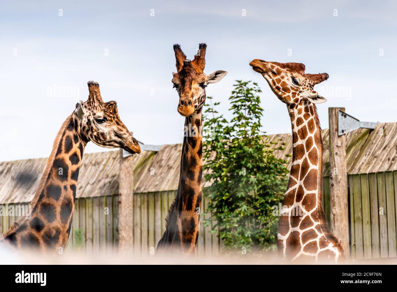 Tre teste di giraffa per adulti in uno Yorkshire Wildlife Park nel nord dell'Inghilterra Foto Stock