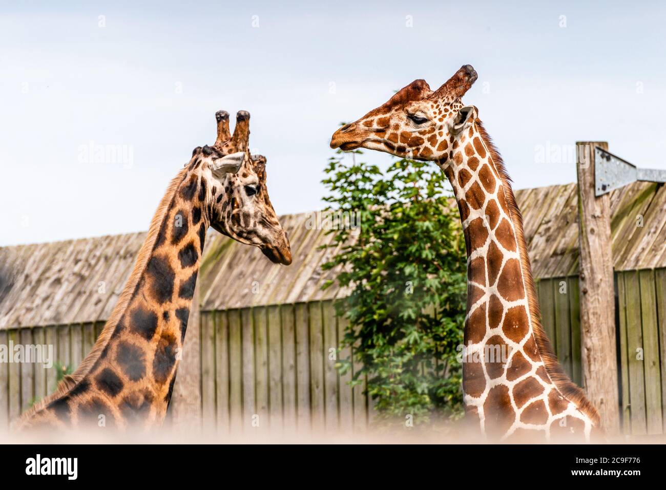 Due teste di giraffa per adulti in uno Yorkshire Wildlife Park nel nord dell'Inghilterra Foto Stock