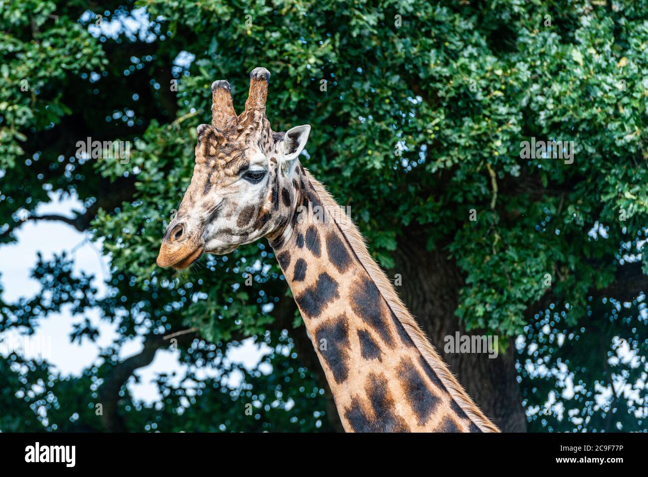 Giraffa per adulti in uno Yorkshire Wildlife Park nel nord dell'Inghilterra Foto Stock