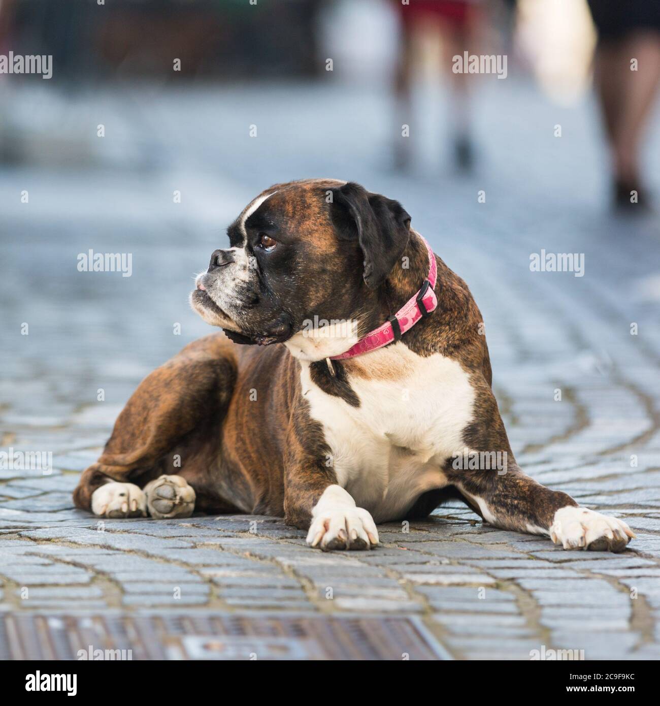 Bel cane da boxe tedesco con colletto rosso, sdraiato all'aperto sulla strada Foto Stock