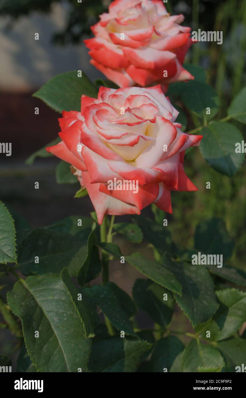 Nel giardino fioriscono rose bianche e rosse. Rosa bianca e rossa in un giardino. Rosa Nostalgie in giardino. Foto Stock