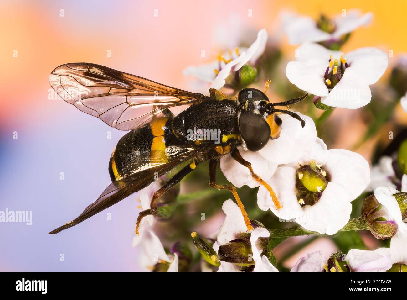 Wasp Hoverfly a due bande. Il suo nome latino è Chrysotossum bicintum. Foto Stock