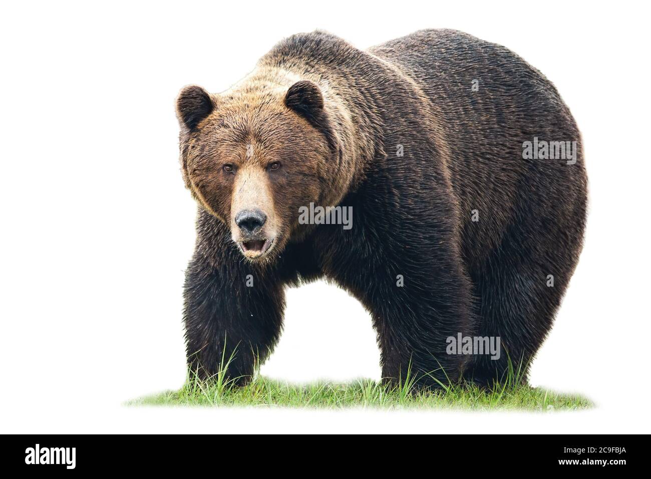 Orso marrone in piedi su erba verde e guardando in macchina fotografica isolata su bianco Foto Stock