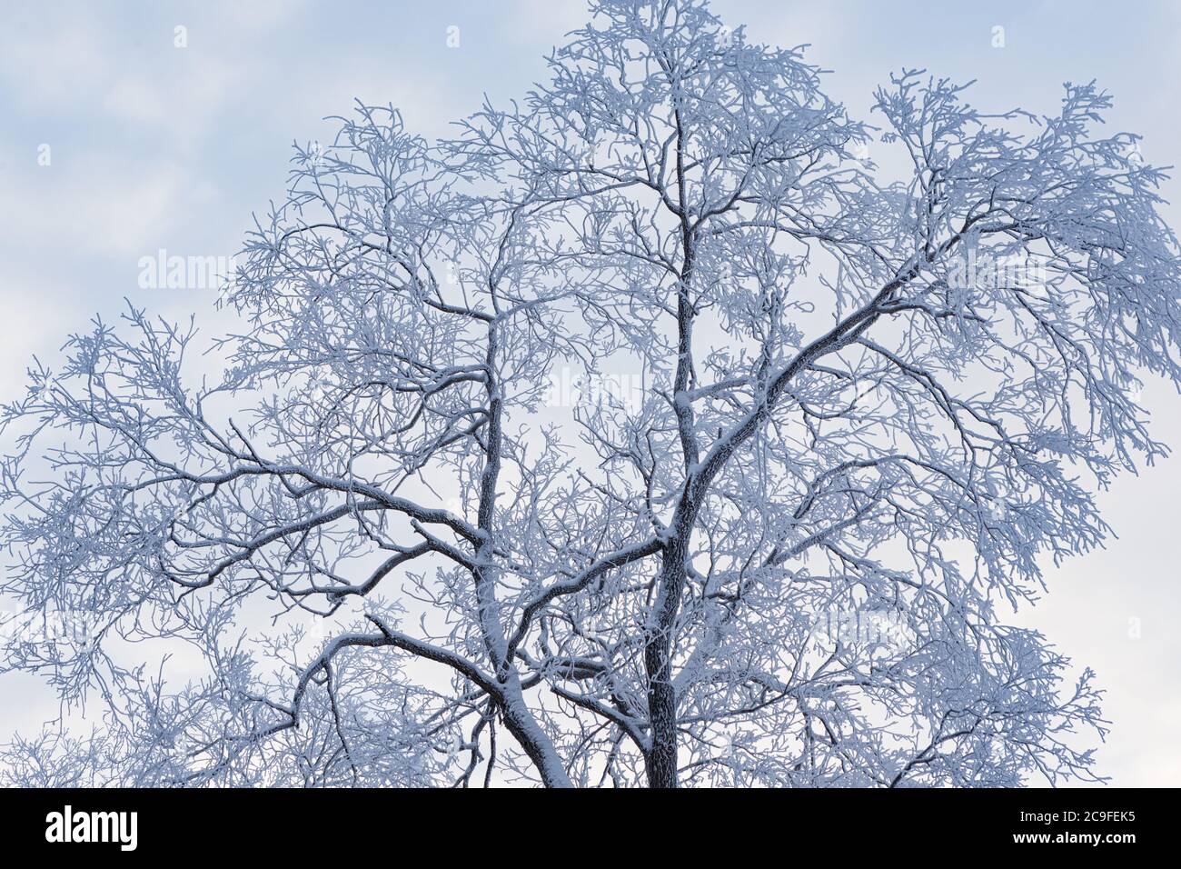 Alberi coperti di neve brina natura scena invernale Foto Stock