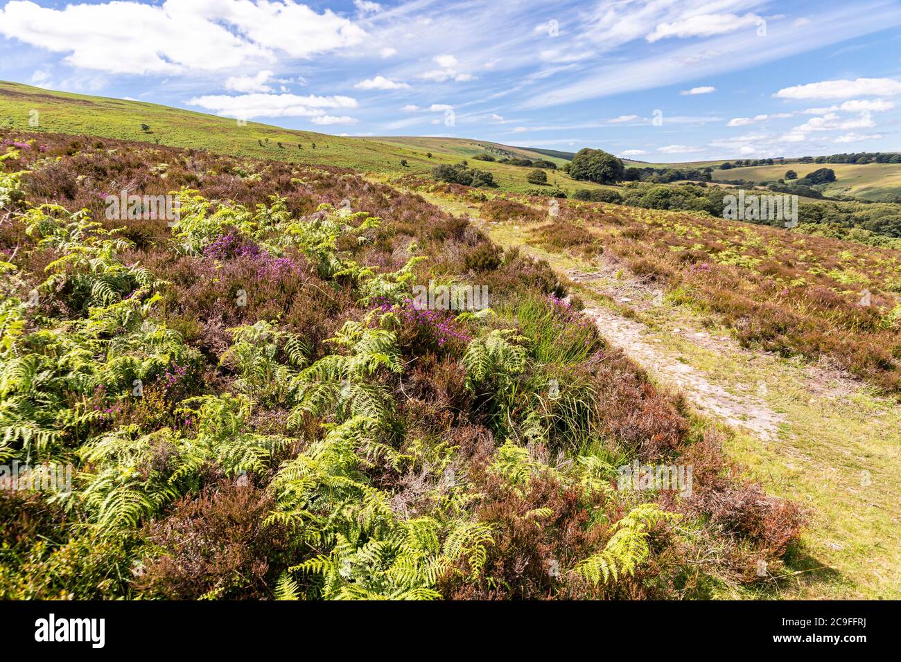 Exmoor National Park - Bracken e erica accanto al sentiero su Dunkery Hill che conduce a Dunkery Beacon, Somerset UK Foto Stock