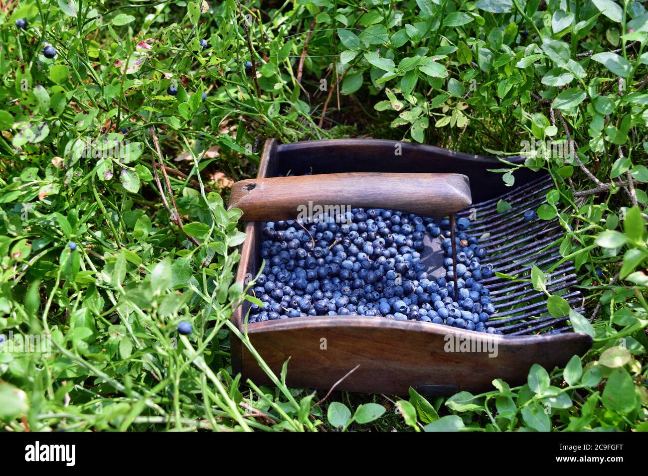 Pettine per la raccolta di mirtilli. (Vaccinium myrtillus) in natura Foto  stock - Alamy