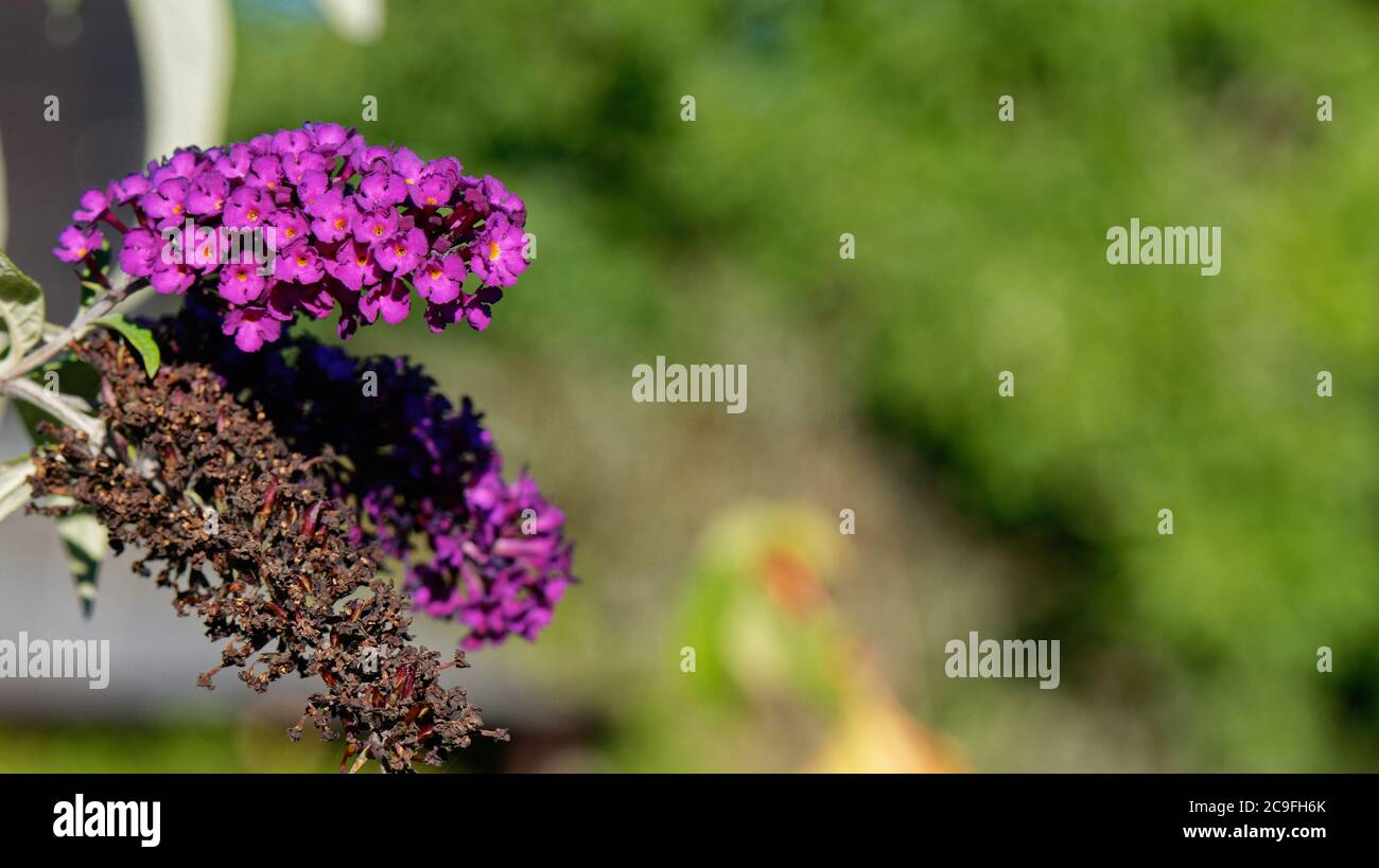 Farfalla cespuglio con fiore viola, macro con profondità di campo poco profonda, primo piano Foto Stock