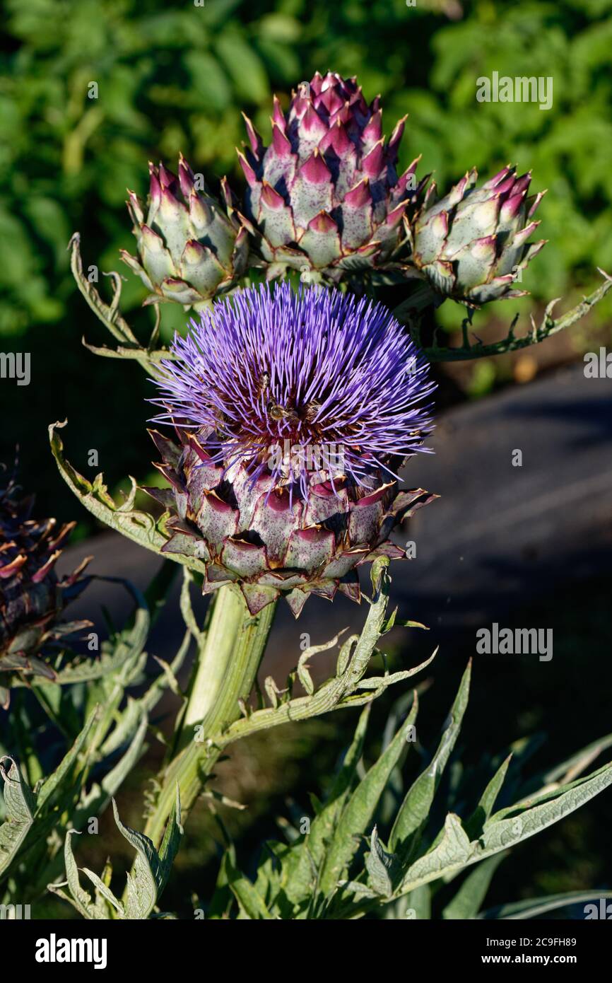 Testa di carciofo e fiore viola in primo piano Foto Stock