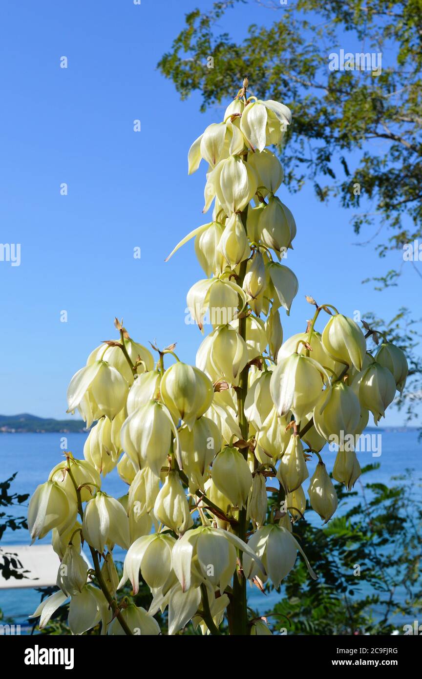 Fiori bianchi della pianta di Yucca gloriosa o pugnale spagnolo, sulla costa adriatica in Croazia Foto Stock