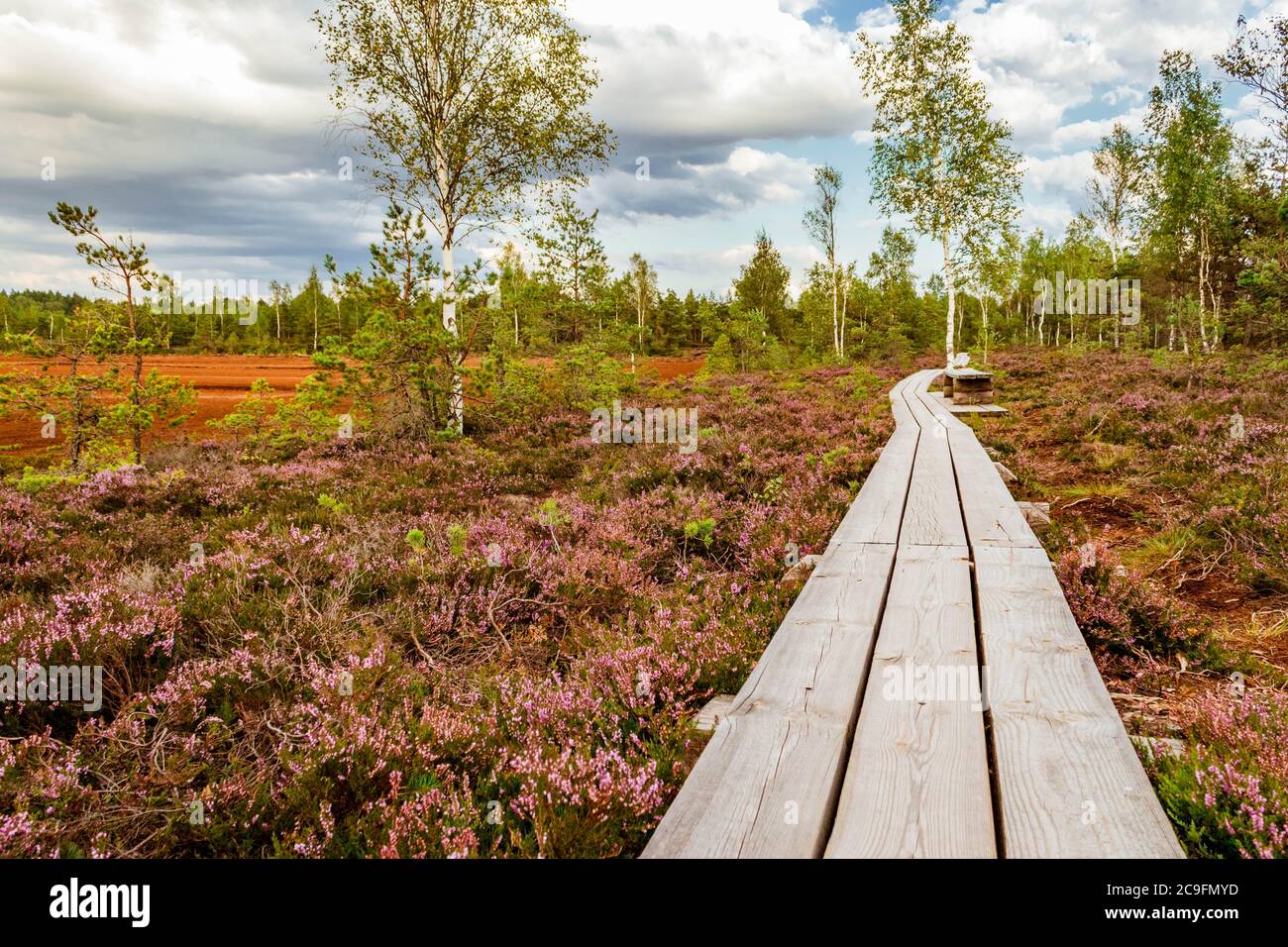 Pank-way che conduce attraverso un campo di erica viola. Foto Stock