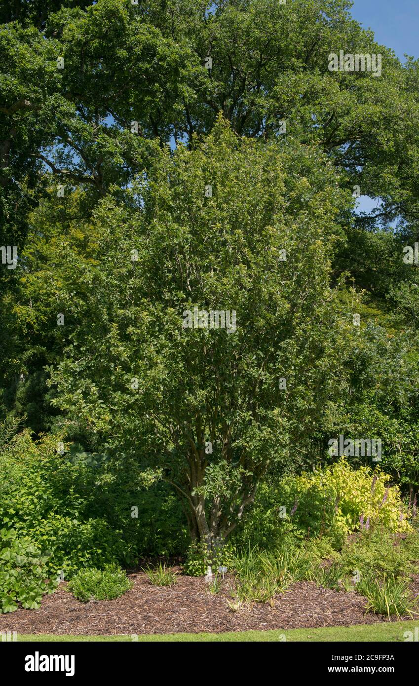 Estate Foliage di un gelso o di un albero di serviceberry (Amelanchier x grandiflora 'Ballerina') che cresce in un giardino rurale in Devon Rurale, Inghilterra Foto Stock