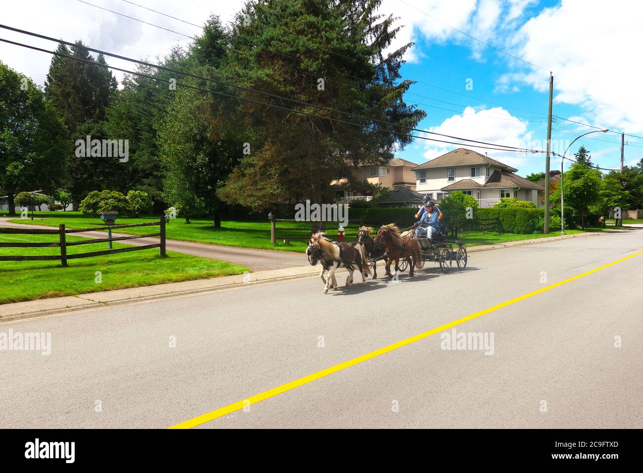 Quattro pony Shetland che tirano un carrello con due persone a bordo lungo una strada residenziale in Maple Ridge, British Columbia, Canada. Foto di scorta. Foto Stock