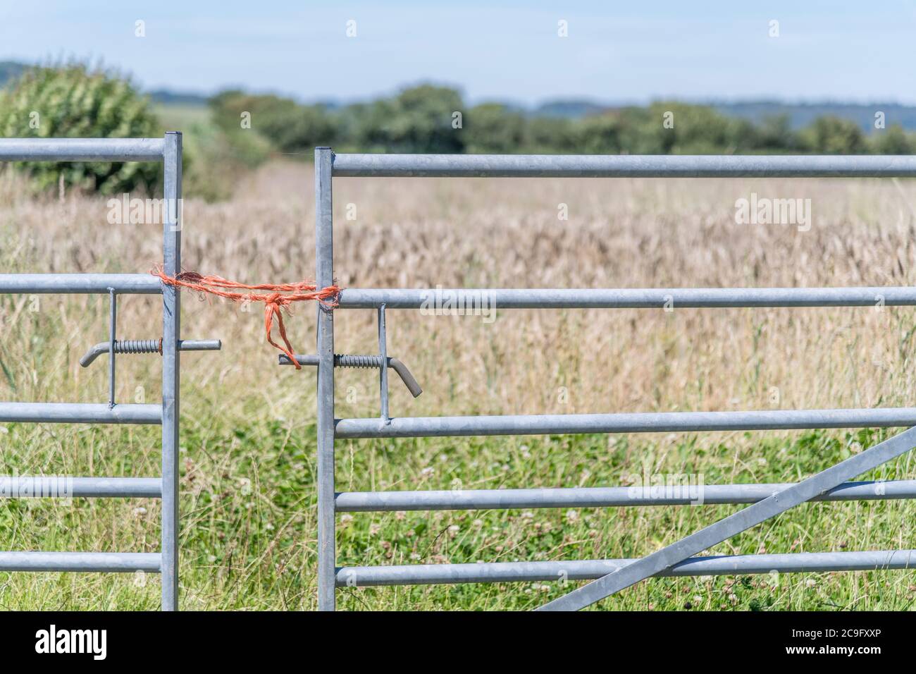 Cancello agricolo in acciaio galvanizzato attraverso l'ingresso al campo di grano in estate sole, ma chiuso con nodo in corda di poliestere. Accesso metafora negato, barriera, Vietato entrare. Foto Stock