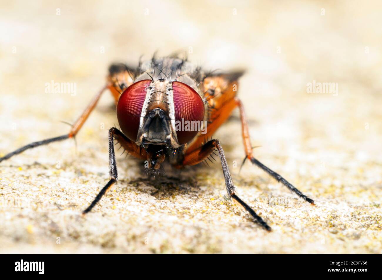 Mosca stabile (calcitrani Stomoxys) Foto Stock