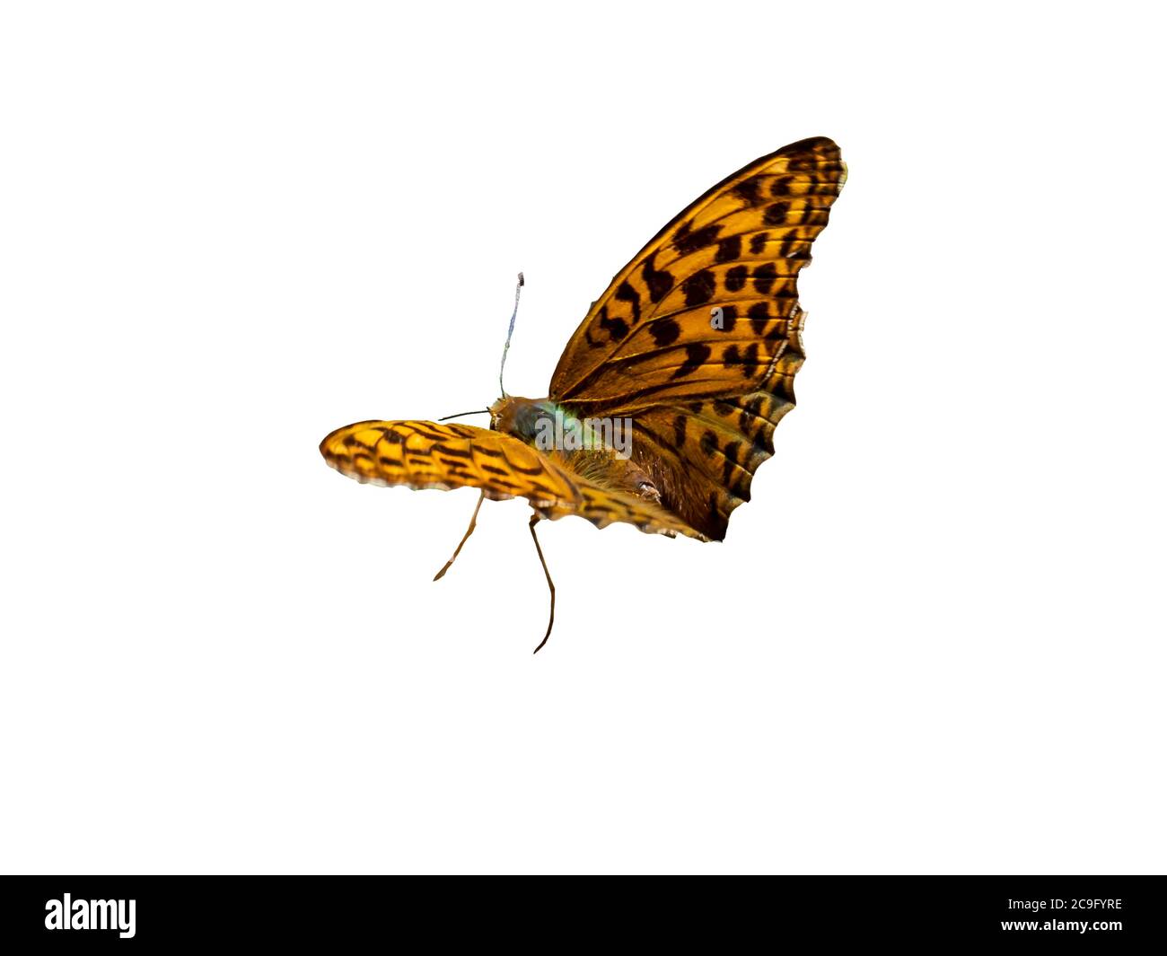 Argynnis pafia farfalla su sfondo bianco Foto Stock