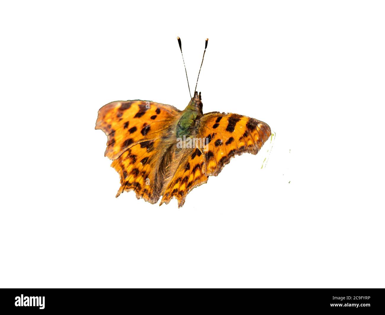 farfalla di fritillary su sfondo bianco Foto Stock