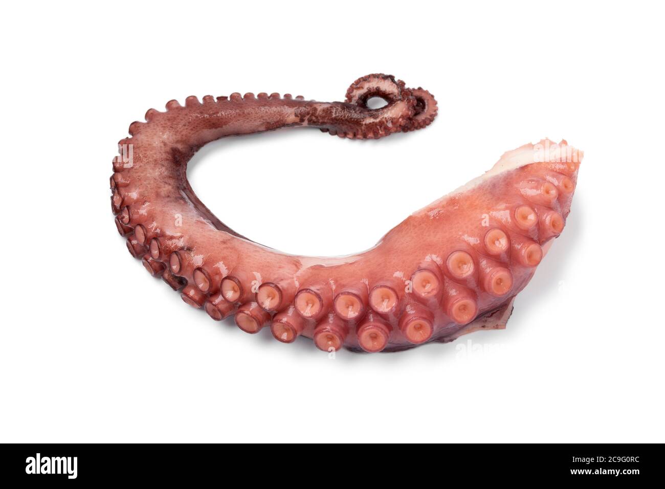 Primo piano di un tentacolo di polpo fresco cotto isolato su sfondo bianco Foto Stock