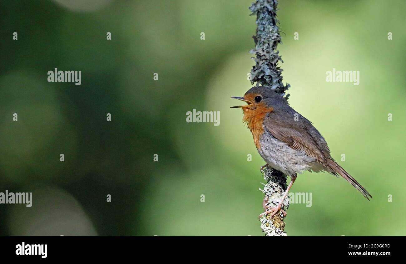 Robin, Erithacus rubecula, cantando da un ramo Foto Stock