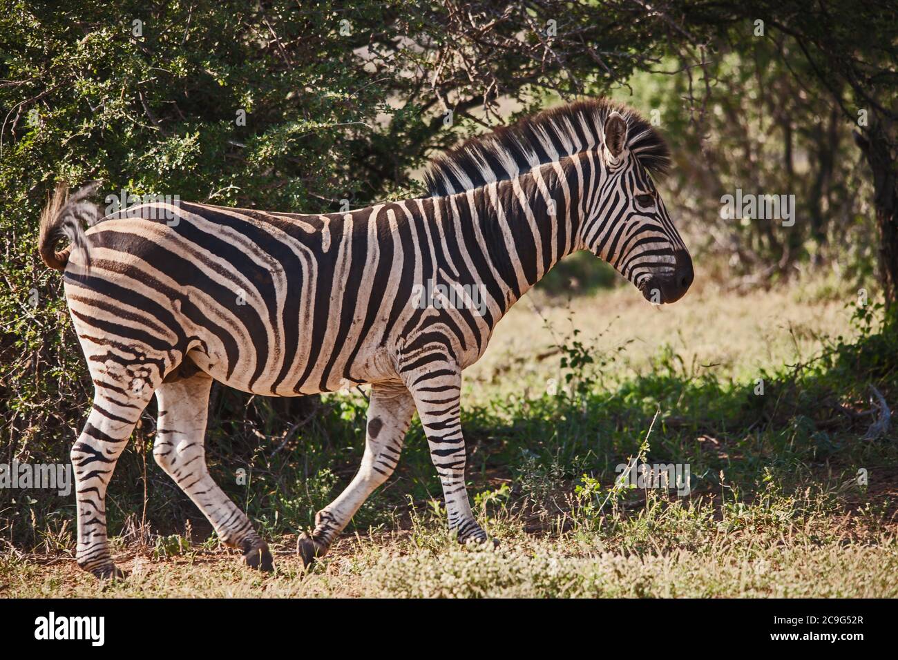La Zebra di Burchell, Equus quagga burchellii è anche conosciuta come la zebra pianeggiante 9844 Foto Stock