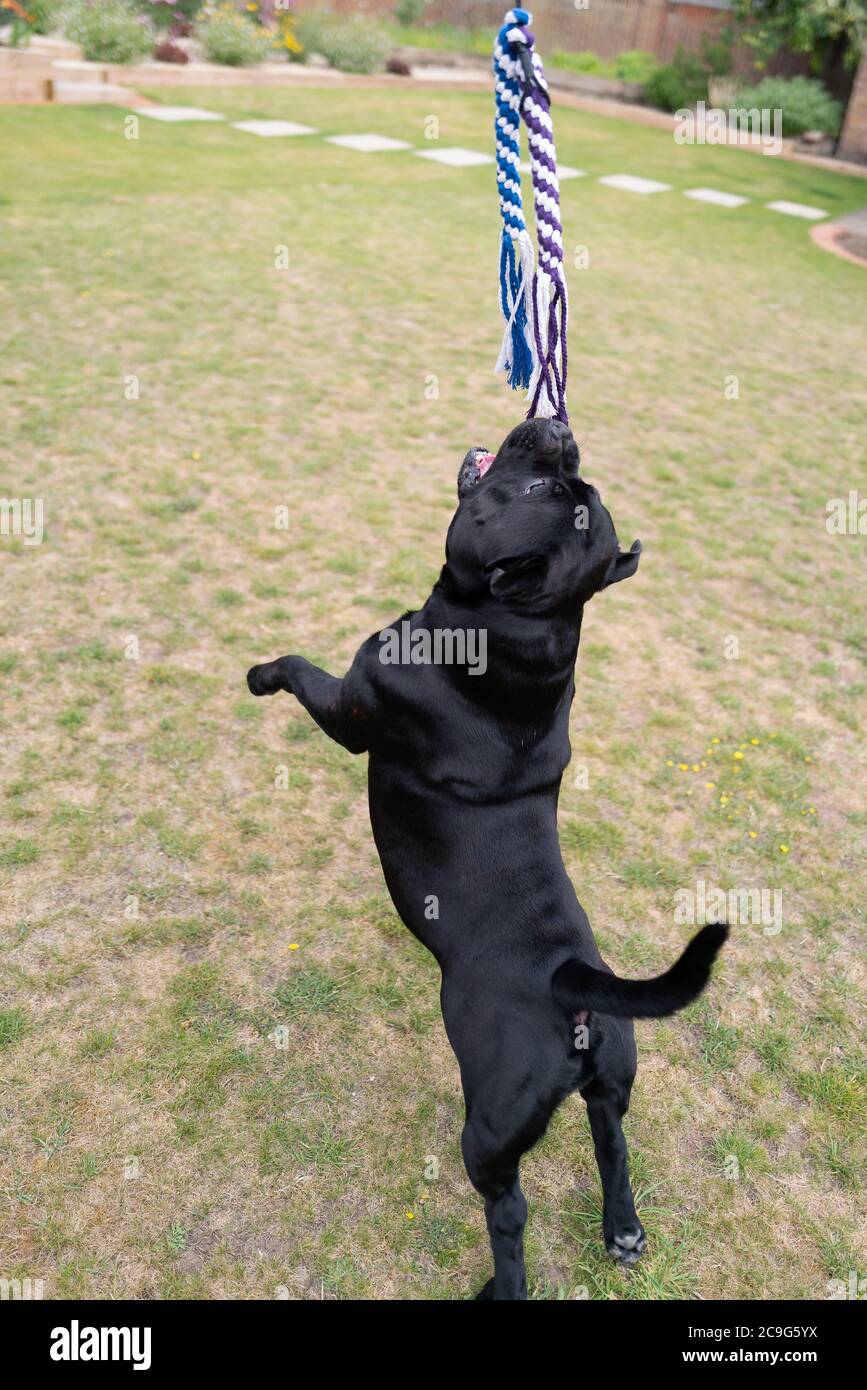 Staffordshire bull terrier cane che salta per prendere la corda Lure alla fine della corda elastica. Sta giocando e allenando, divertendosi. Foto Stock