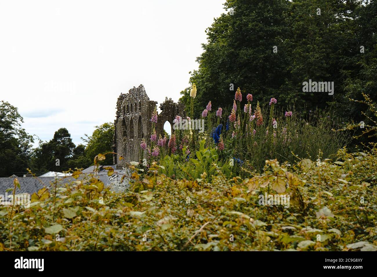 Fiori viola di foxglove irlandesi fioriscono accanto ad un castello abbandonato Foto Stock