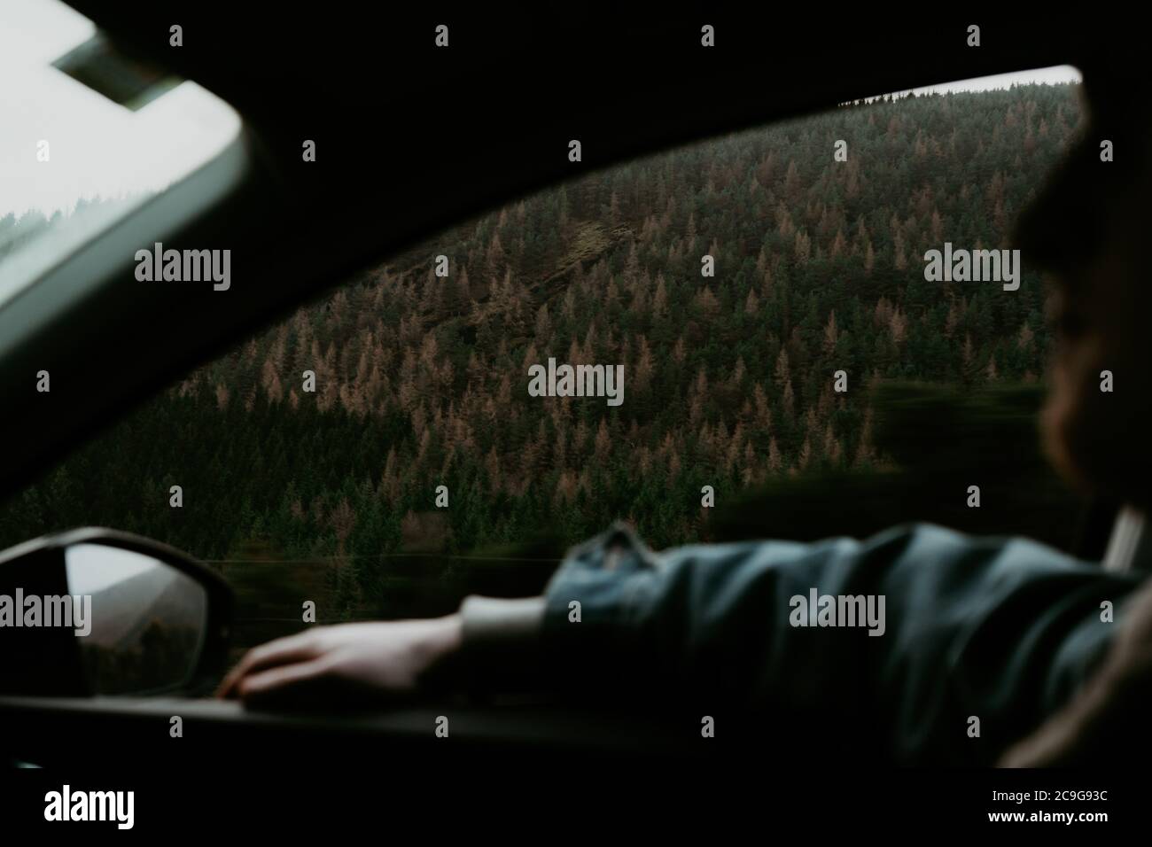 Una vista dal sedile a finestra dell'uomo incornicia una foresta di alberi di natale, in Irlanda Foto Stock