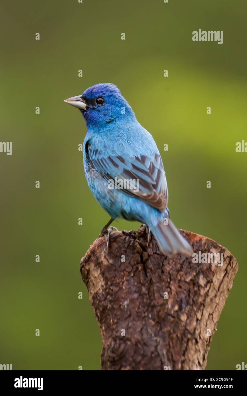 Un ritratto di un accatastamento indaco Foto Stock