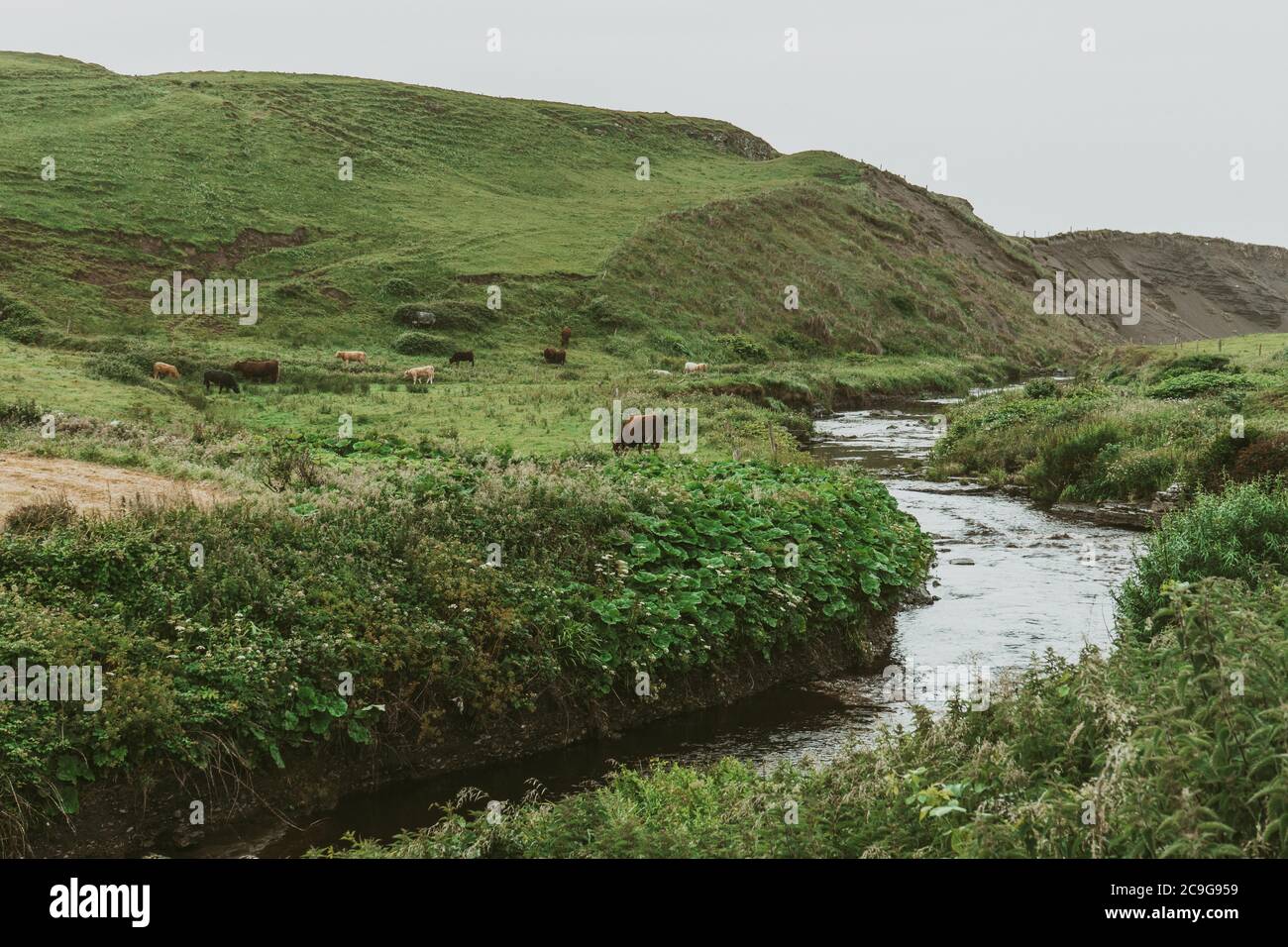 Il bestiame pascoli da un letto di fiume nella campagna irlandese di Contea di Clare Foto Stock