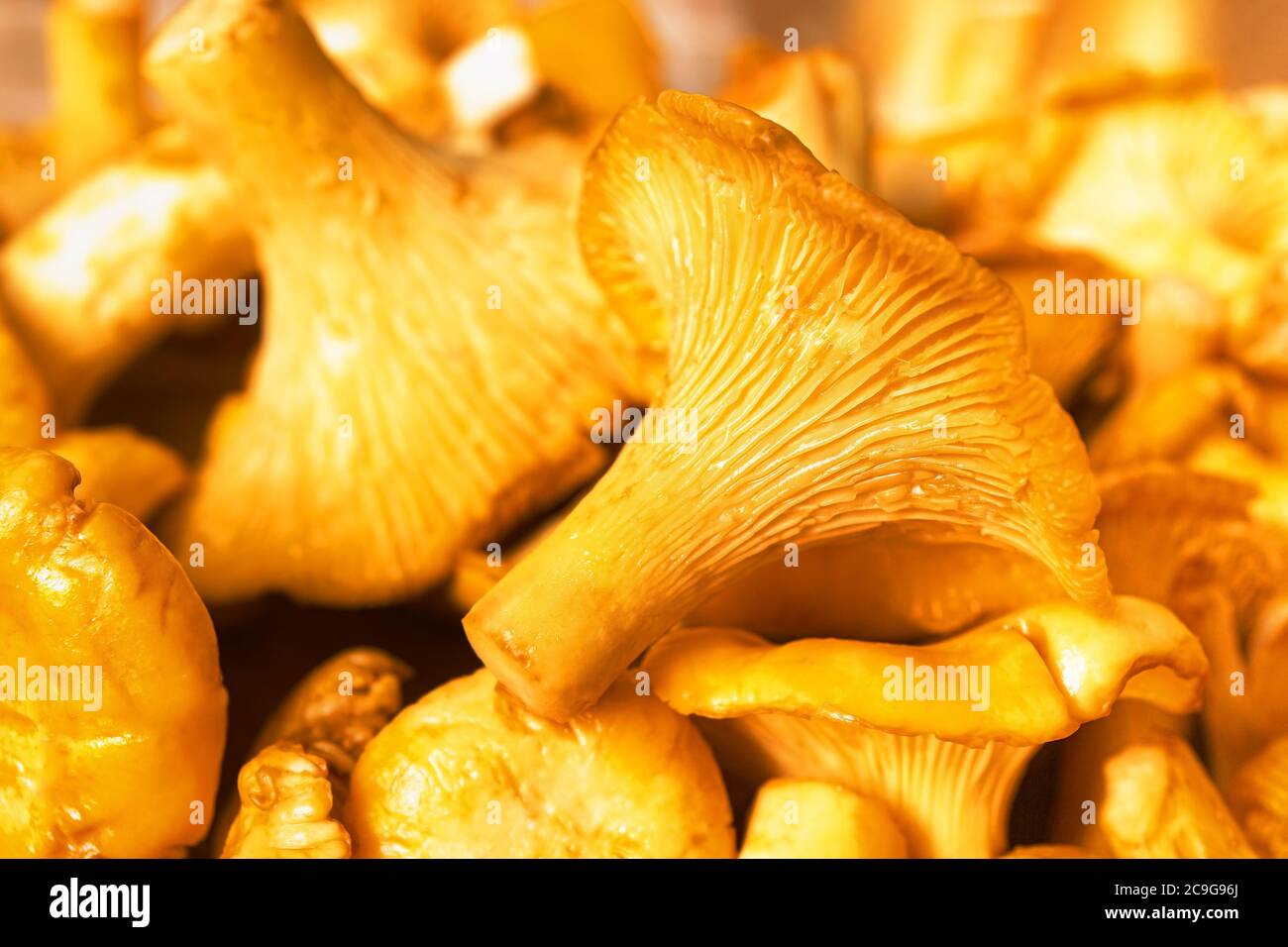 Sfondo di funghi di chanterelles d'oro affollati. Raccolto fresco. Primo piano, macro Foto Stock