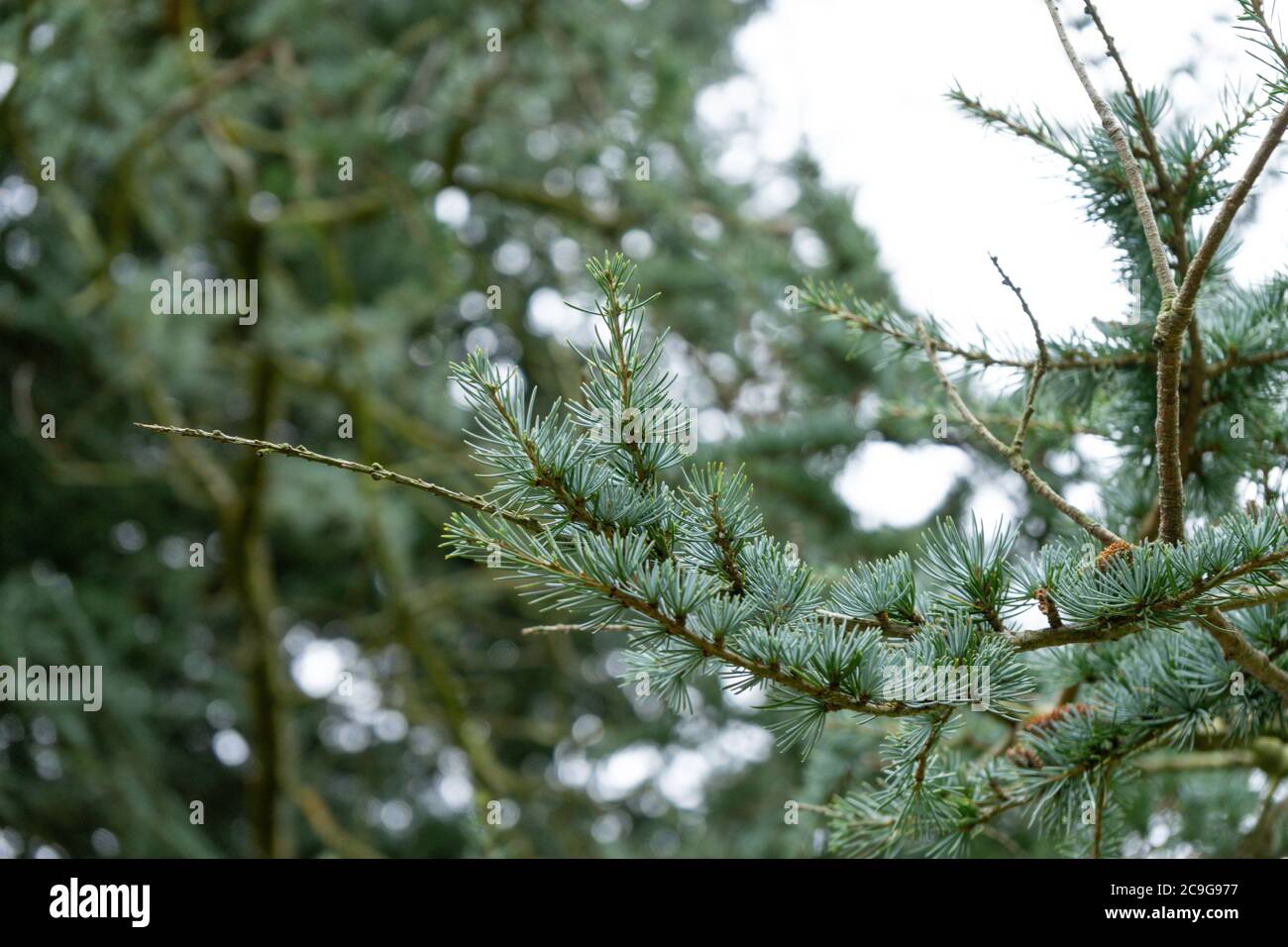 Gli aghi di pino Evergreen si diramano verso il cielo chiaro Glendalough Foto Stock