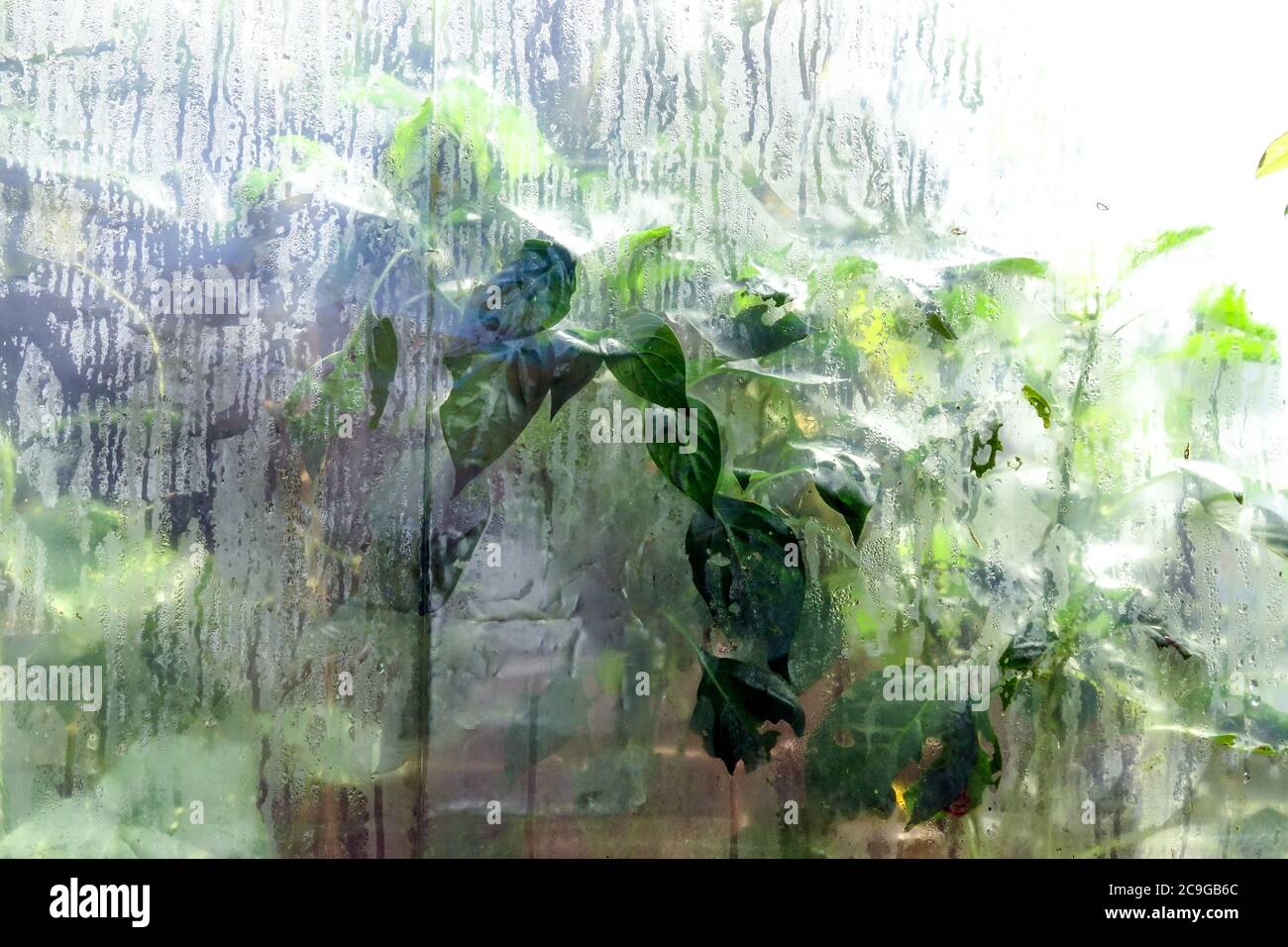 Piante di cetriolo e alta umidità nella serra di plastica del giardino Foto Stock