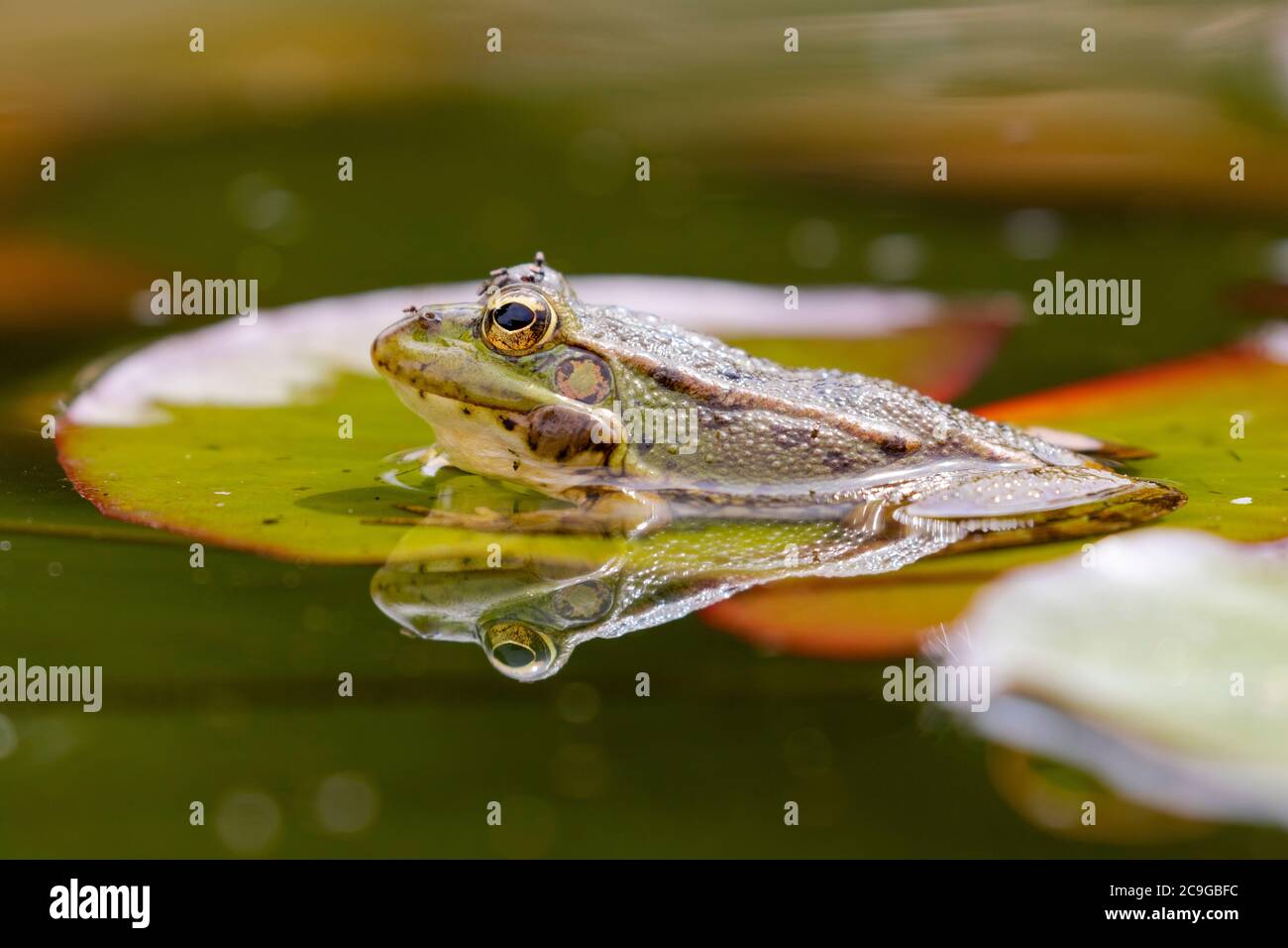 Rana verde iberica (Pelophylax perezi), tra le pastiglie di giglio. Messa a fuoco selettiva. Spagna Foto Stock