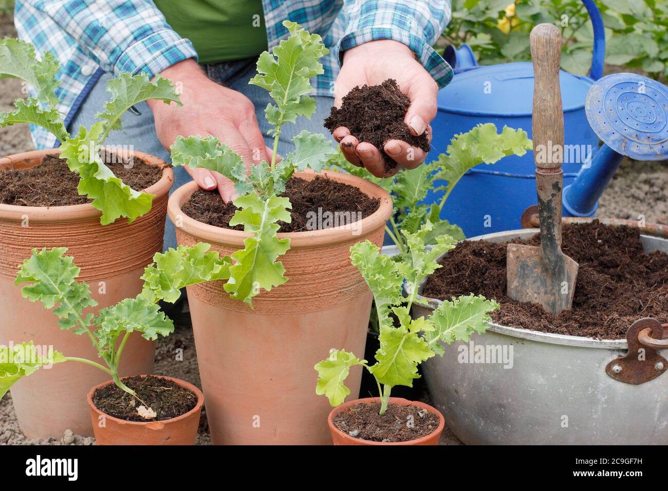 Brassica oleracea 'verde arcuato'. Piantando su giovani pianta di kale verde curly in pentole. Foto Stock