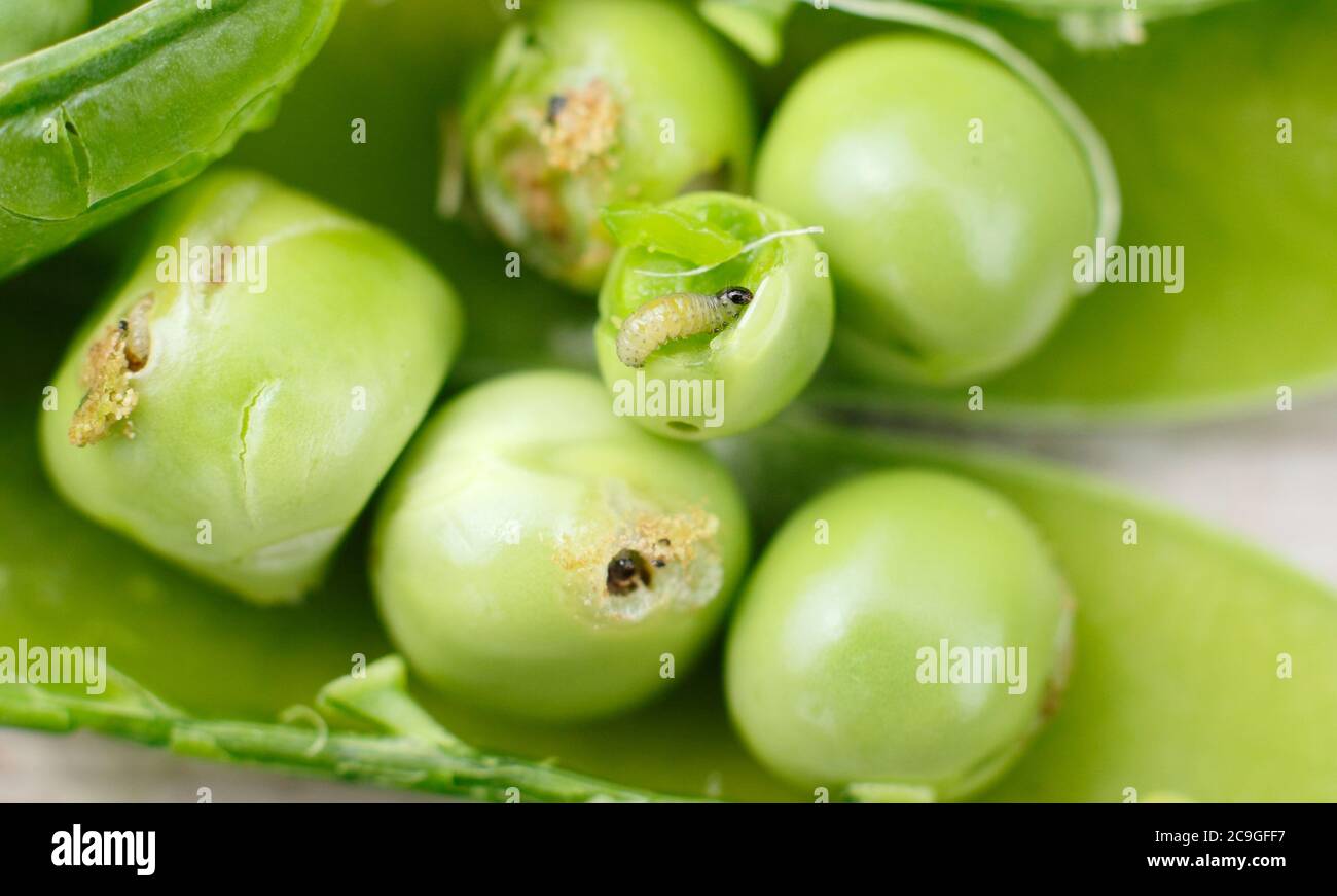 Larve e frass di Cidia nigricana. Larve di falena di pisello in baccello con escrementi e danni visibili ai piselli da giardino. REGNO UNITO Foto Stock