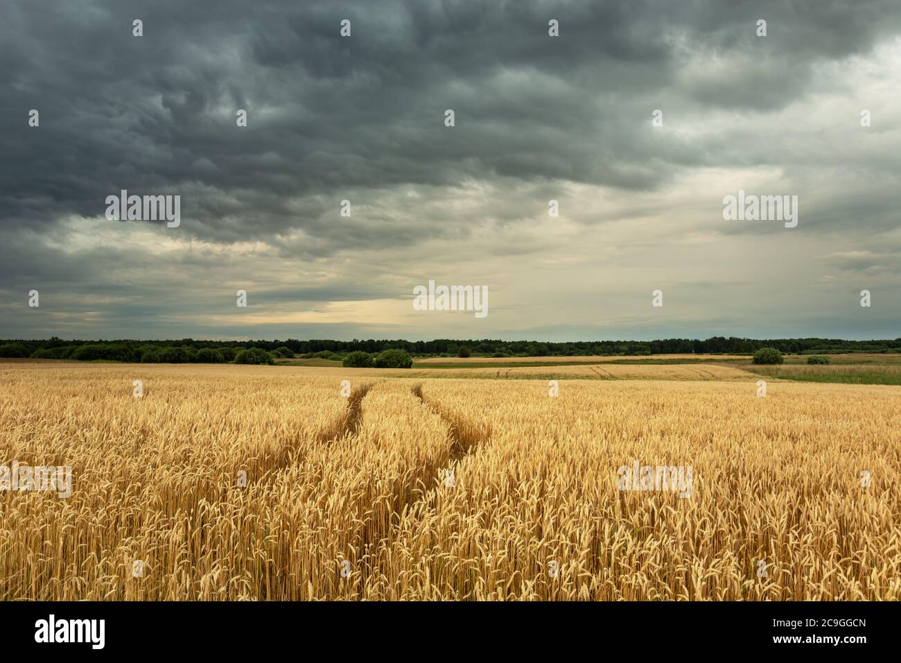 Tracce di ruote in un campo di grano giallo, nuvole scure sul cielo Foto Stock