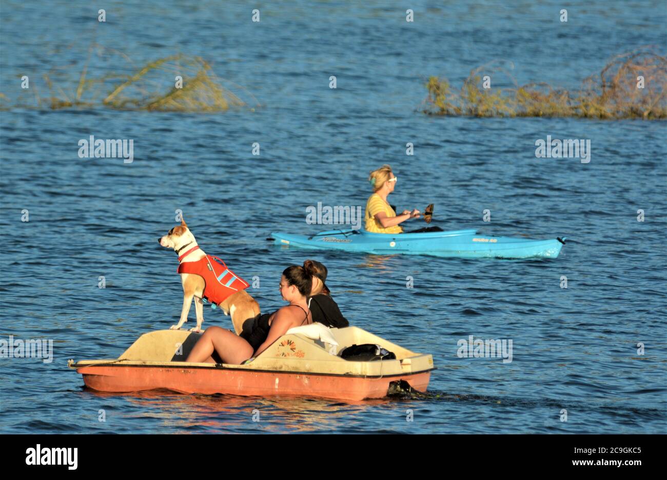 Due donne nella loro barca a pale sul Clearlake con loro in estate potrai fare un giro in compagnia di un cane Foto Stock