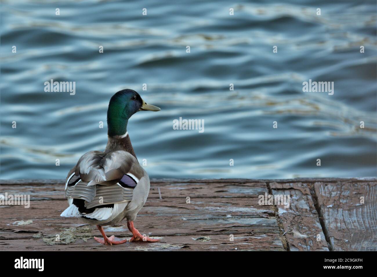 Maschio di anatra di Mallard seduto su un molo sporco che ha bisogno di riverniciare E riparazione in California centrale in AM Foto Stock