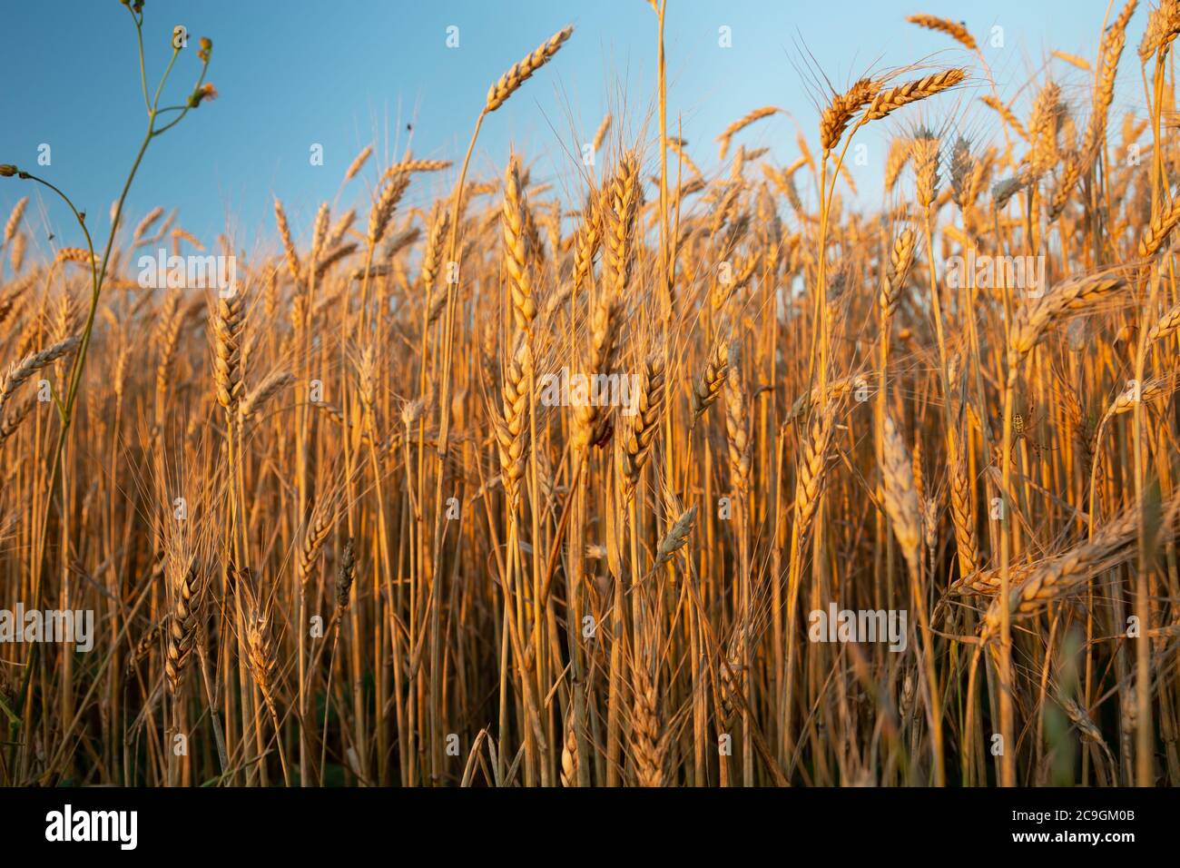 Le orecchie di grani dorati illuminati dal sole, vista estiva serale Foto Stock